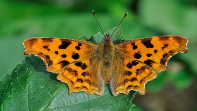Plant these two stunning flowers in may and watch butterflies flock all summer |